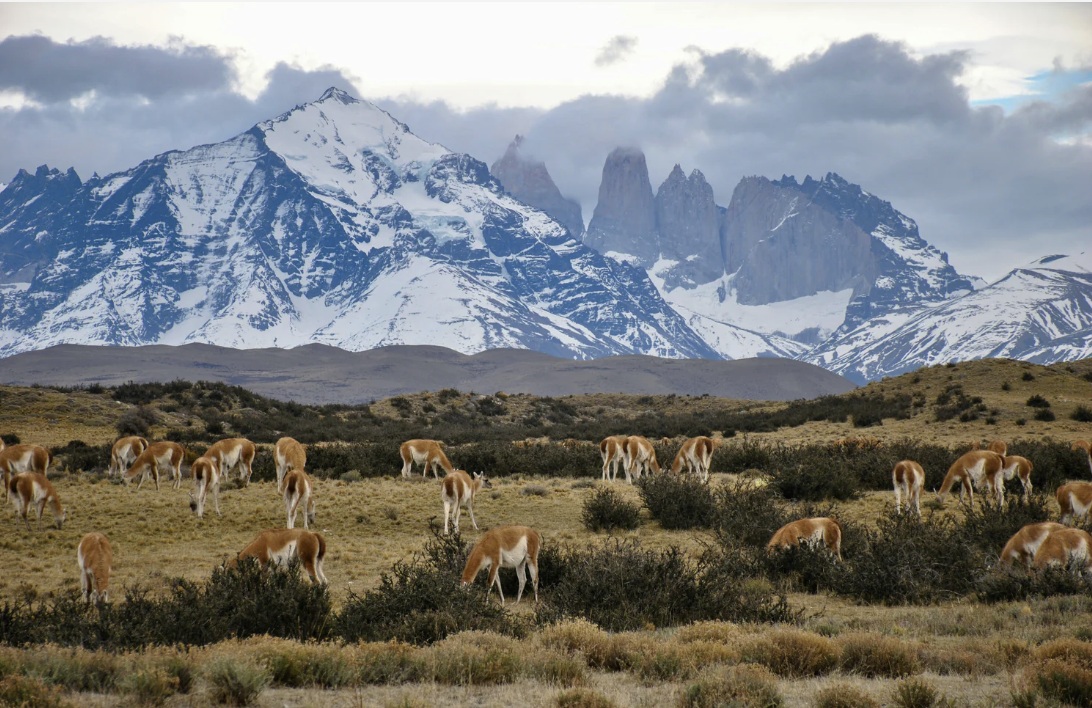 Native Forest landscape in Patagonia