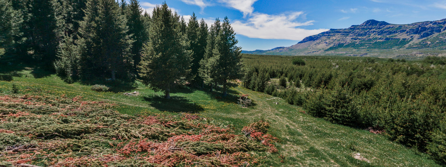 Tranquil Coigue Grove - 5 acres