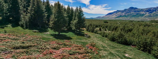 Tranquil Coigue Grove - 5 acres